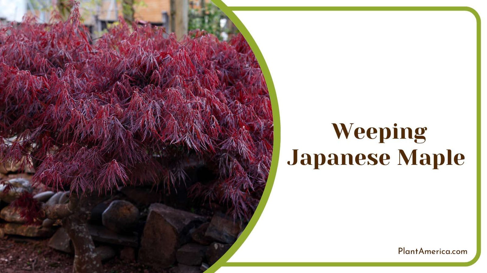 Weeping Japanese Maple Plant America