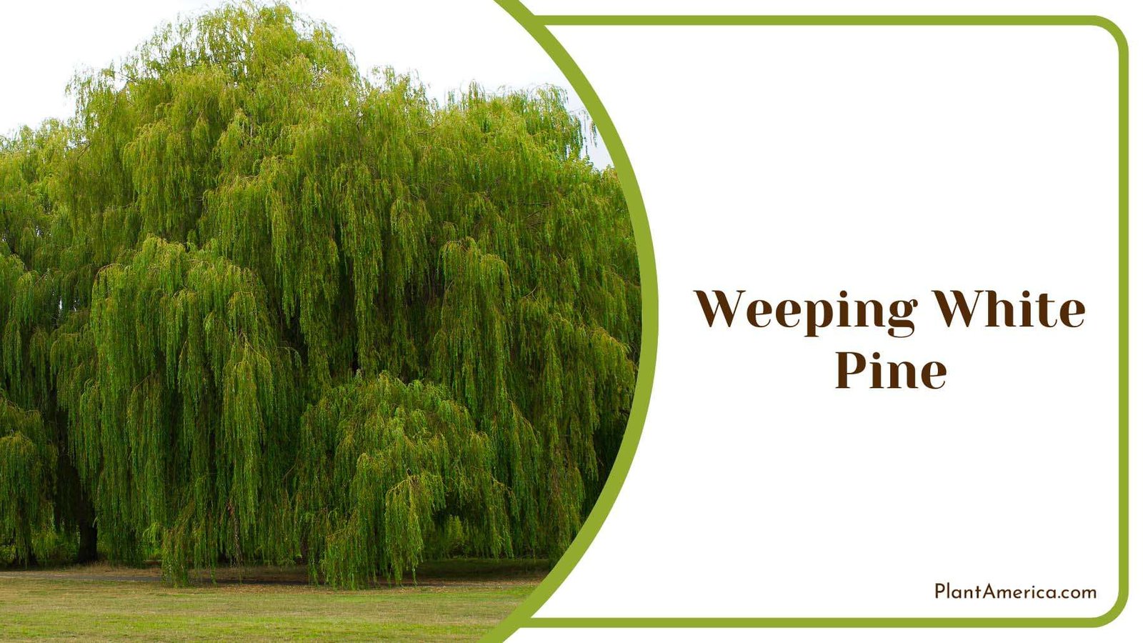 Weeping White Pine In Park Plant America