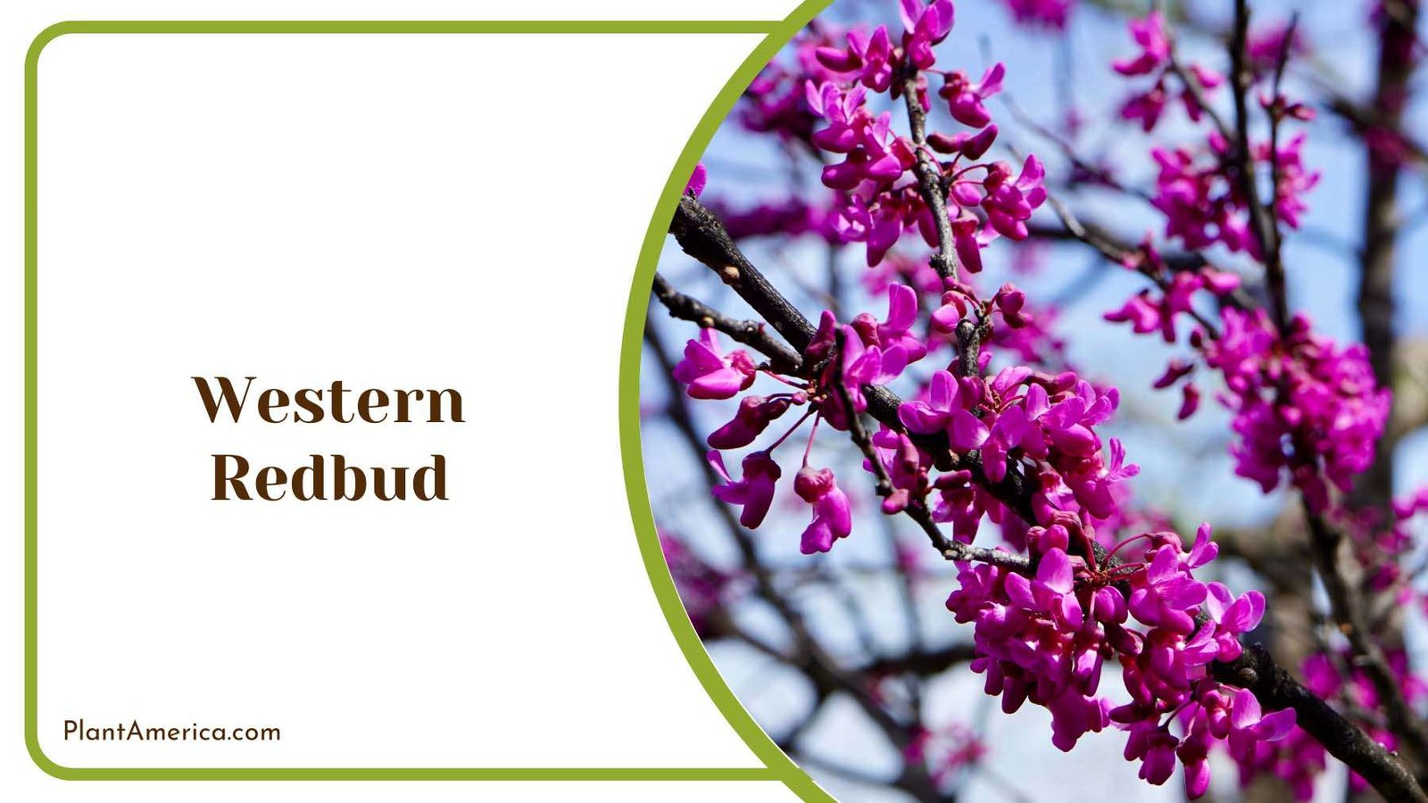 Western Redbud Tiny Flowers Plant America