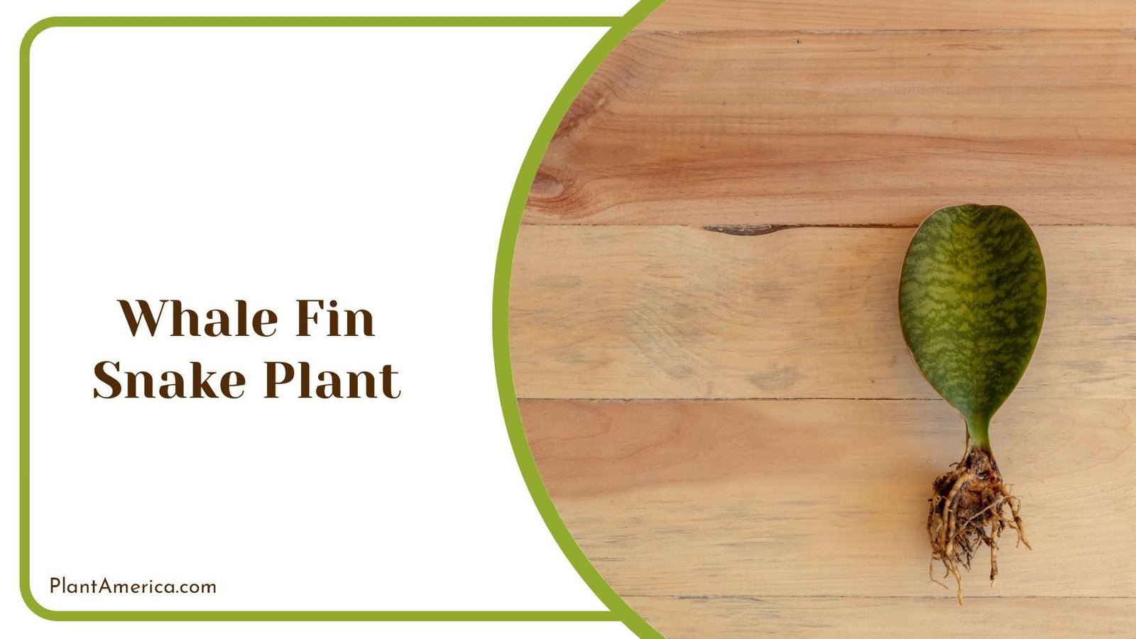 Whale Fin Snake Plant PlantAmerica