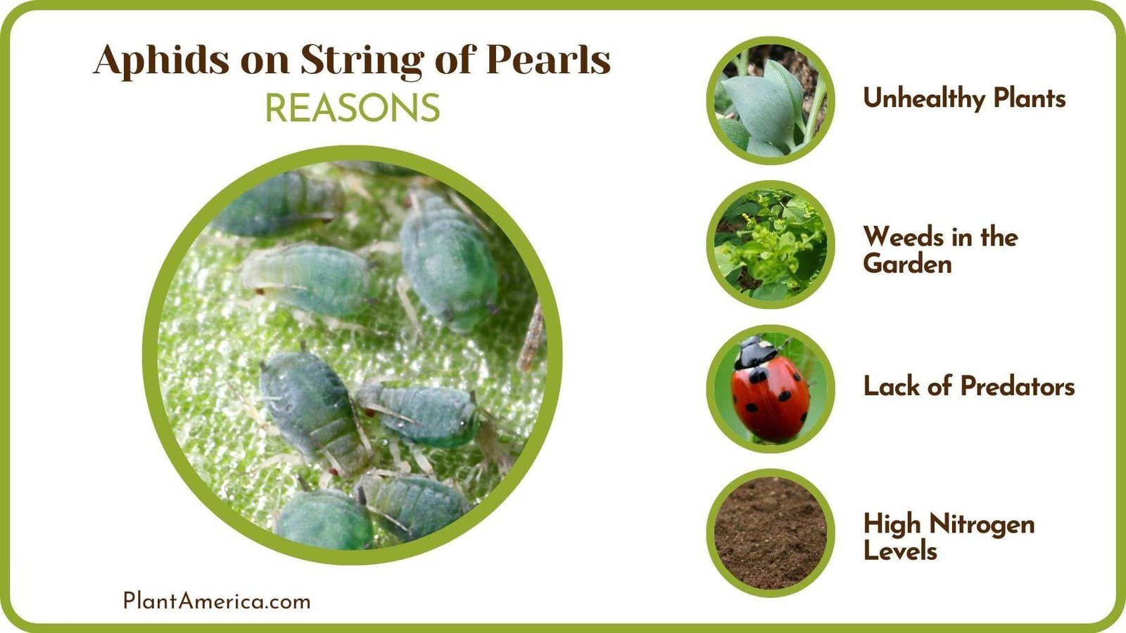 What Causes Aphids on String of Pearls Plant America