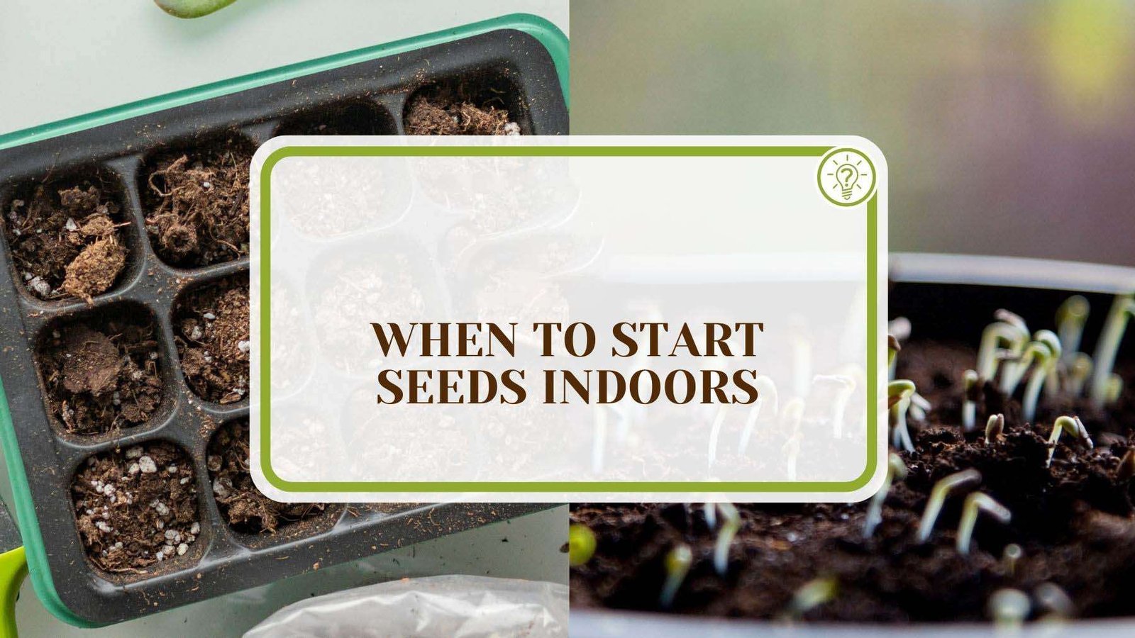When To Start Seeds Indoors Plant America When To Start Seeds Indoors and What Errors Must You Avoid?