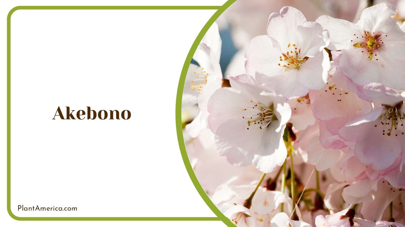 White Akebono Blooms PlantAmerica