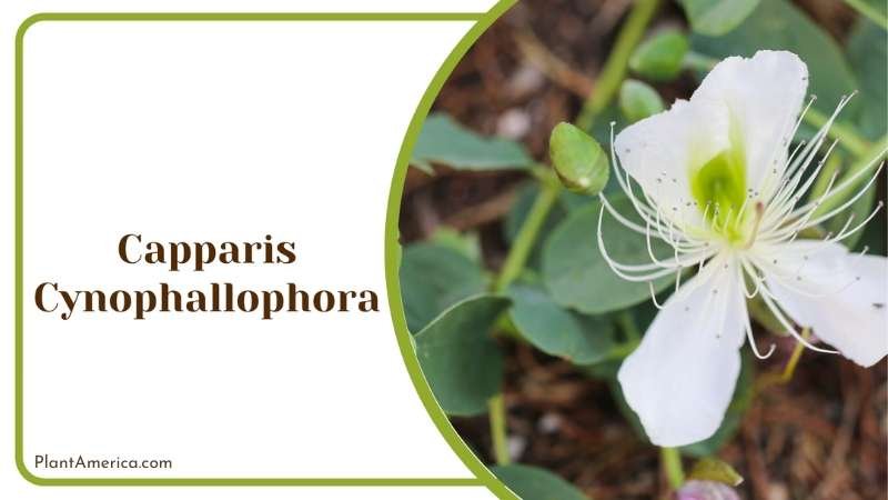 White Capparis Cynophallophora Plant America