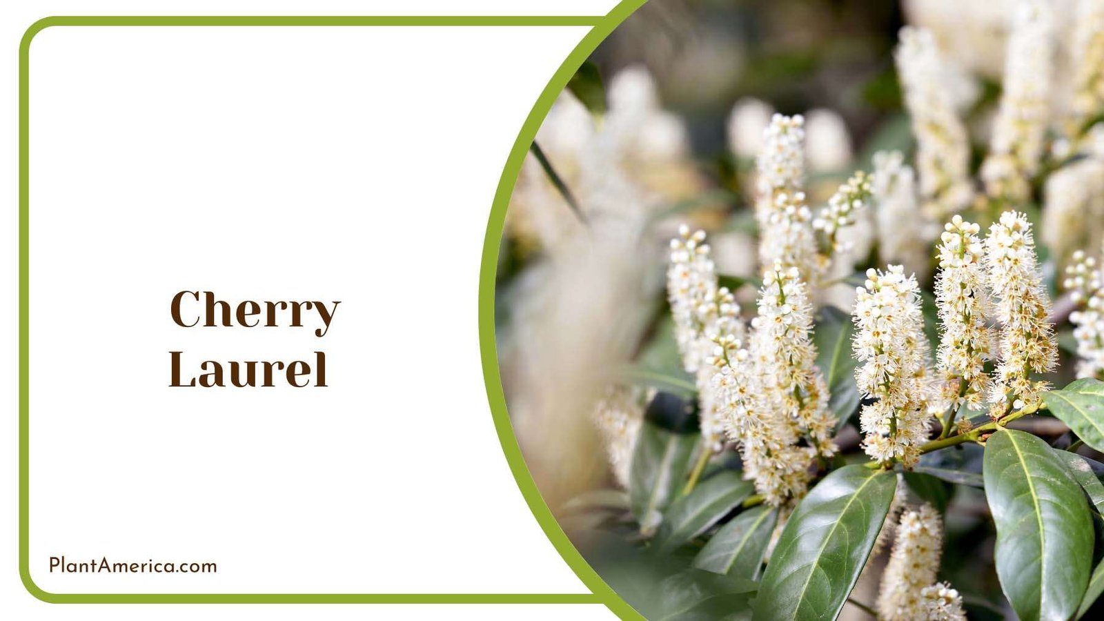 White Cherry Laurel Plant America