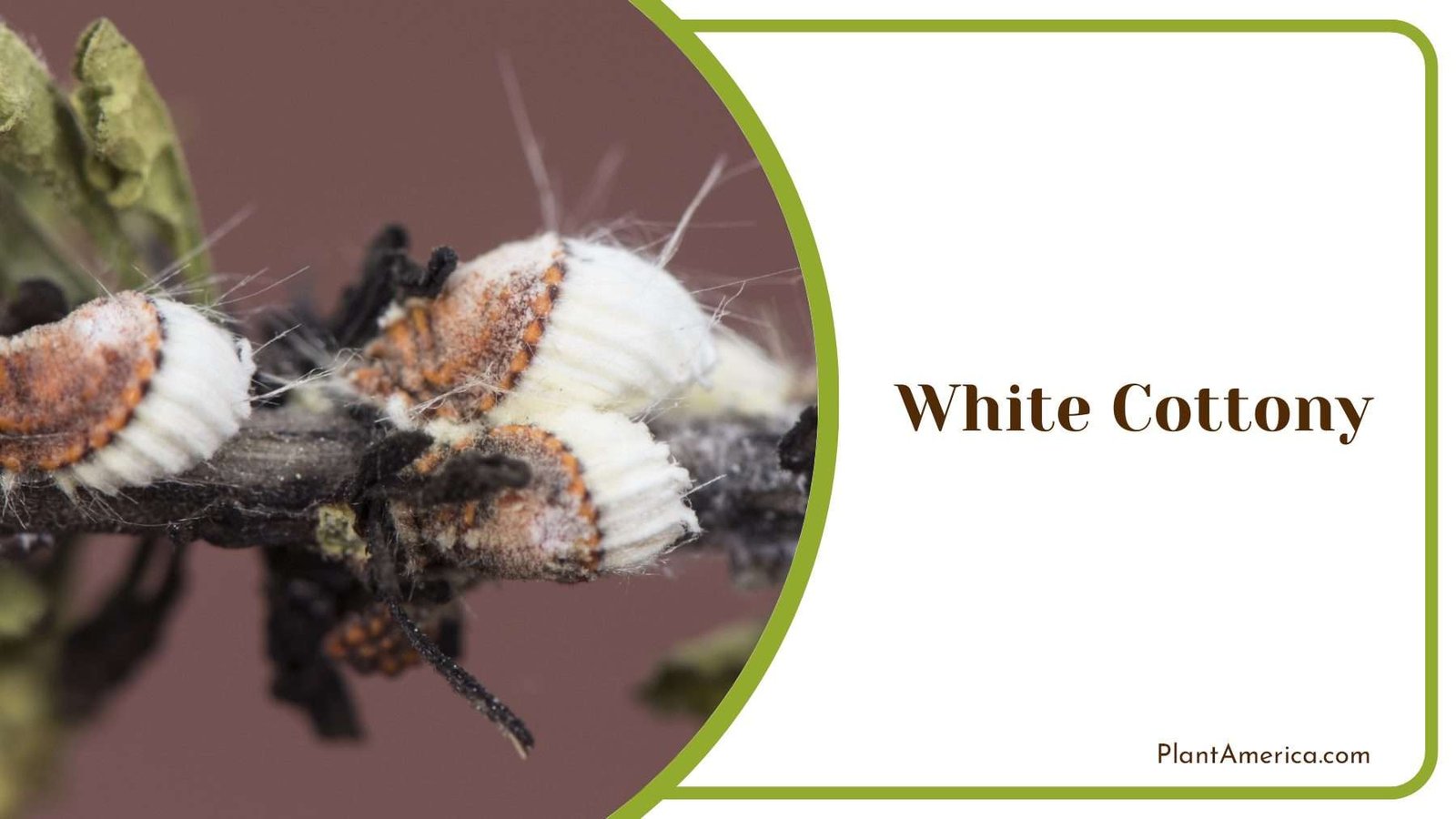White Cottony Substance Plant America