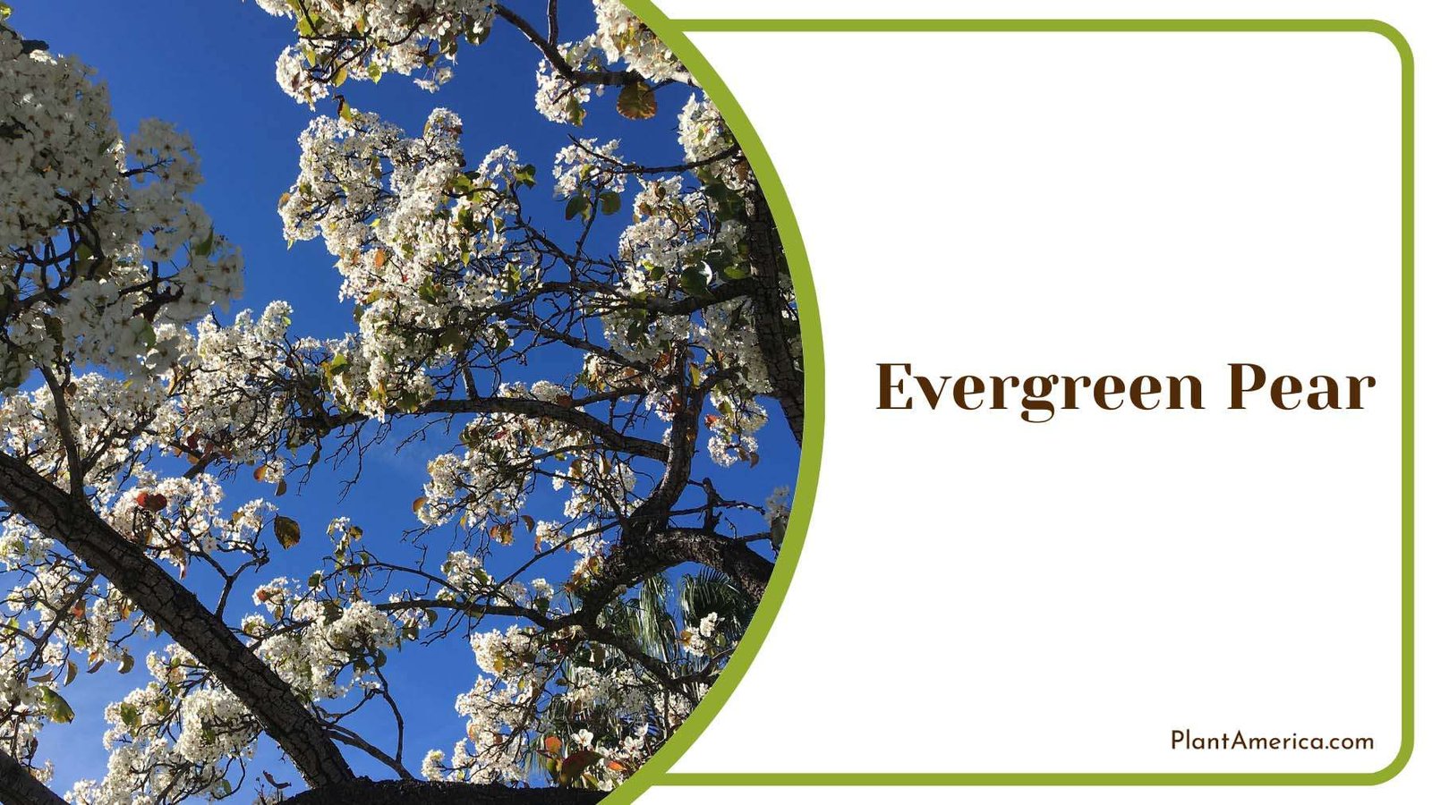 White Evergreen Pear In Sunlight Plant America