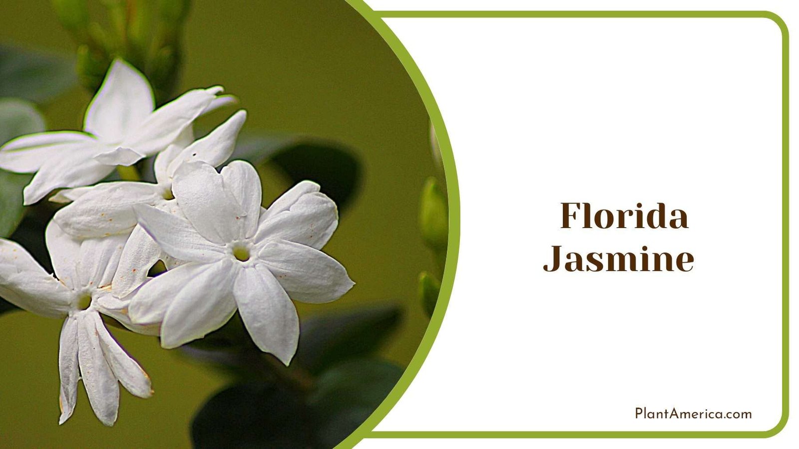 White Florida Jasmine PlantAmerica
