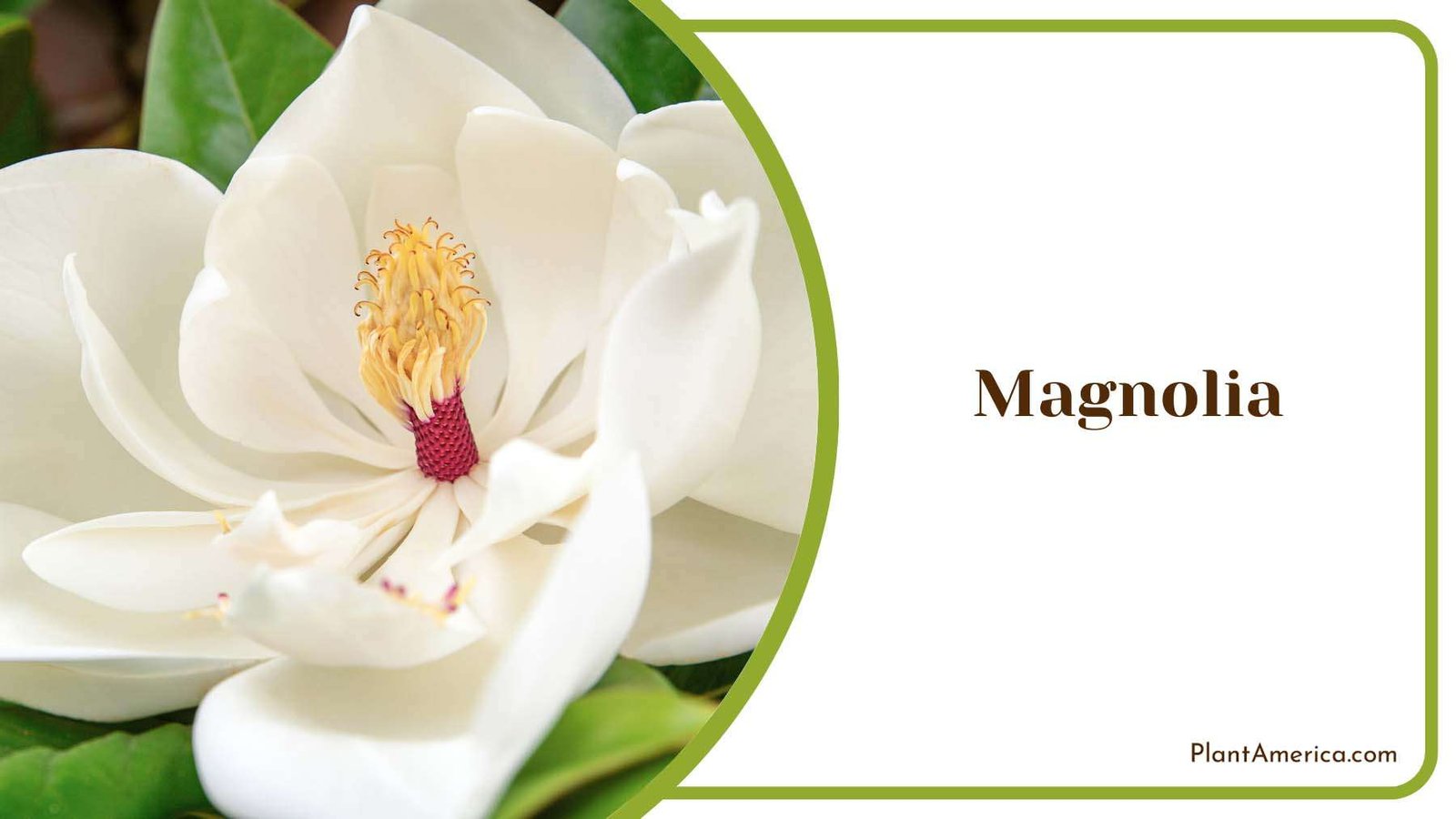 White Magnolia Flower Plant America