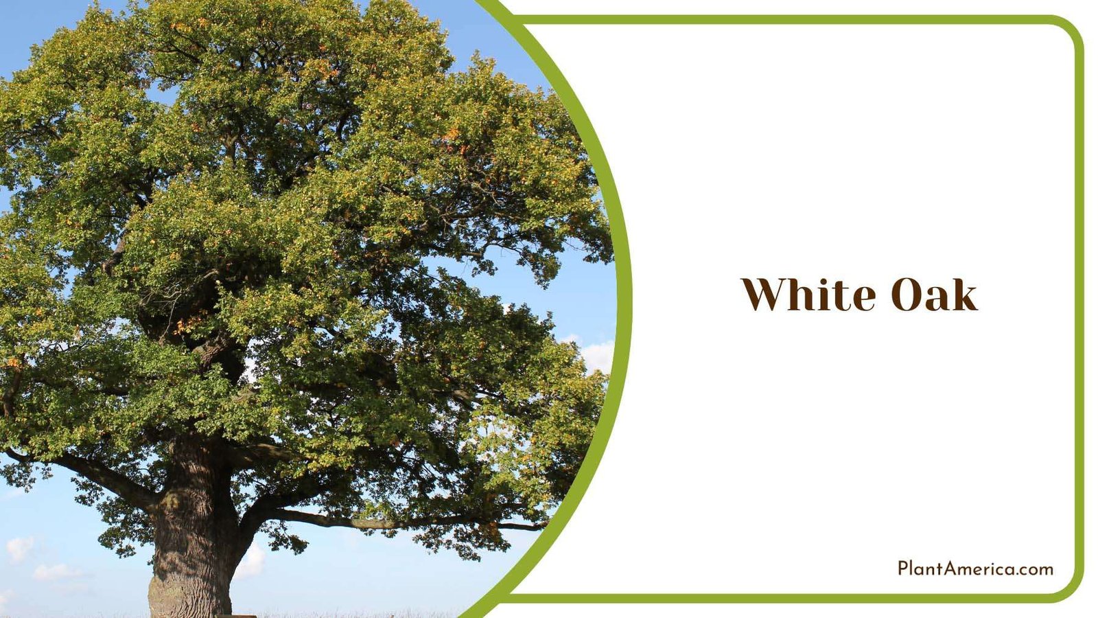 White Oak In Direct Sunlight Plant America