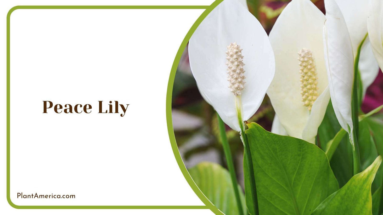 White Peace Lily Plant America
