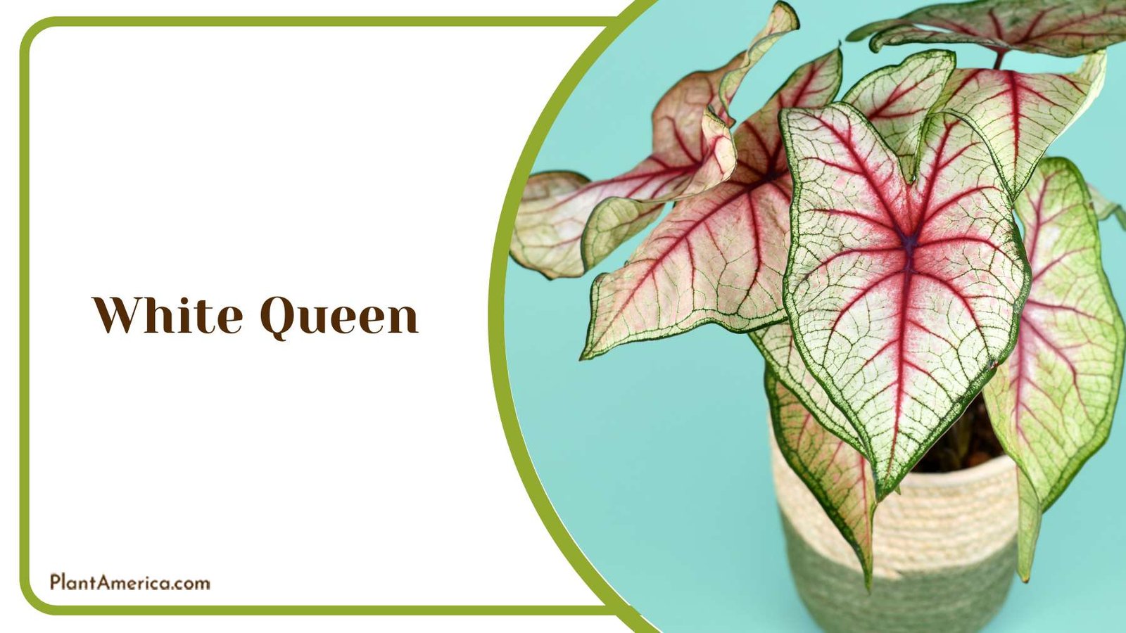 White Queen Decor Plant America