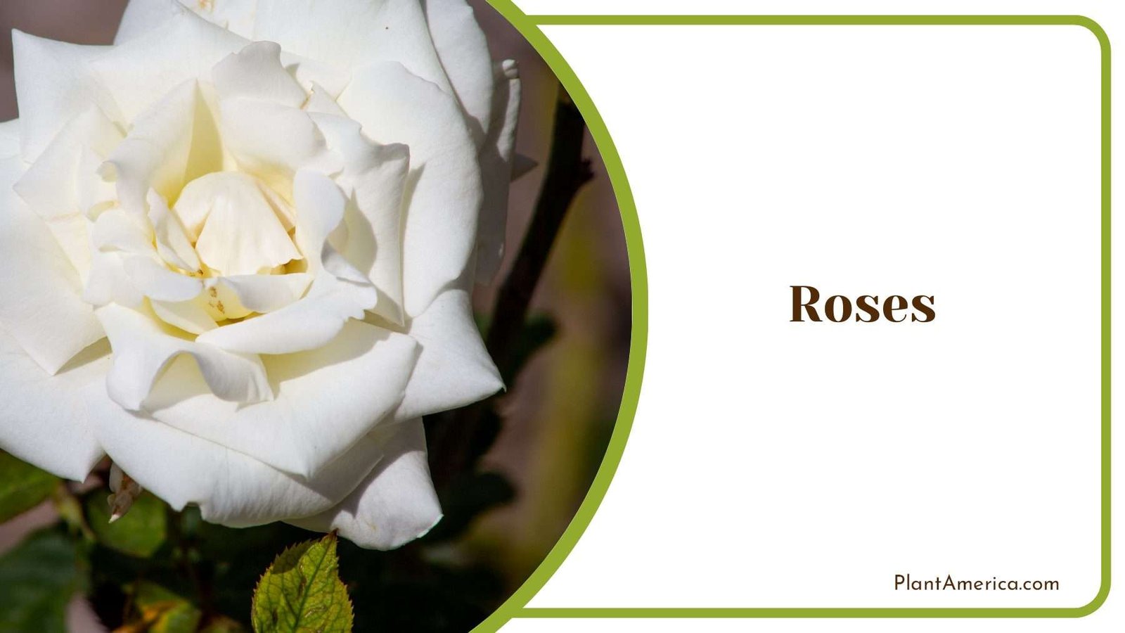 White Roses Blooms Plant America