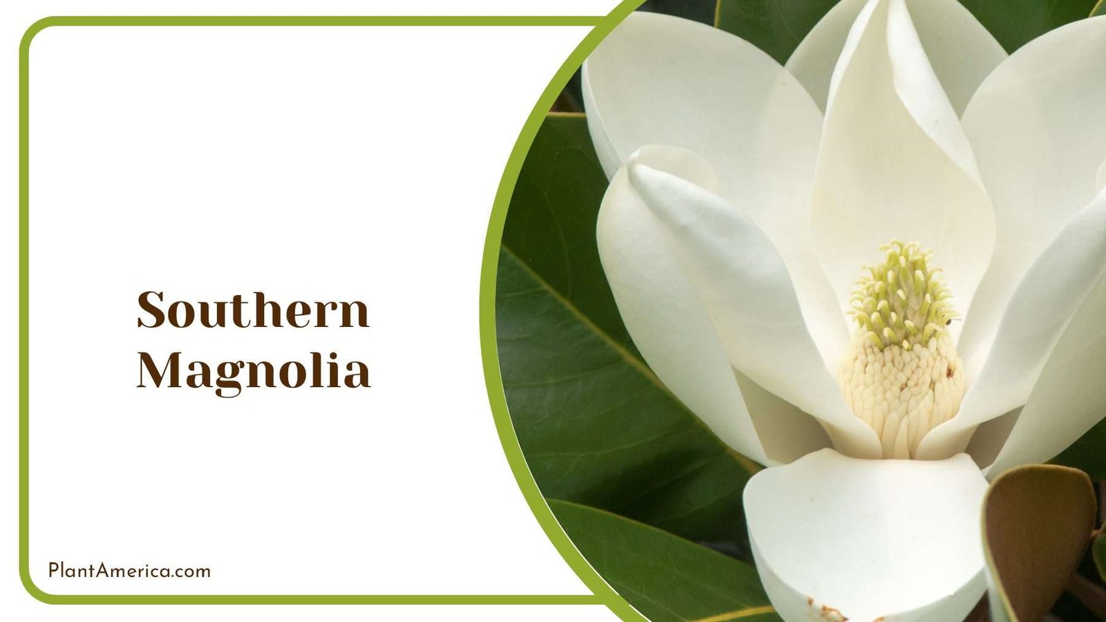 White Southern Magnolia Plant America White Southern Magnolia Plant America