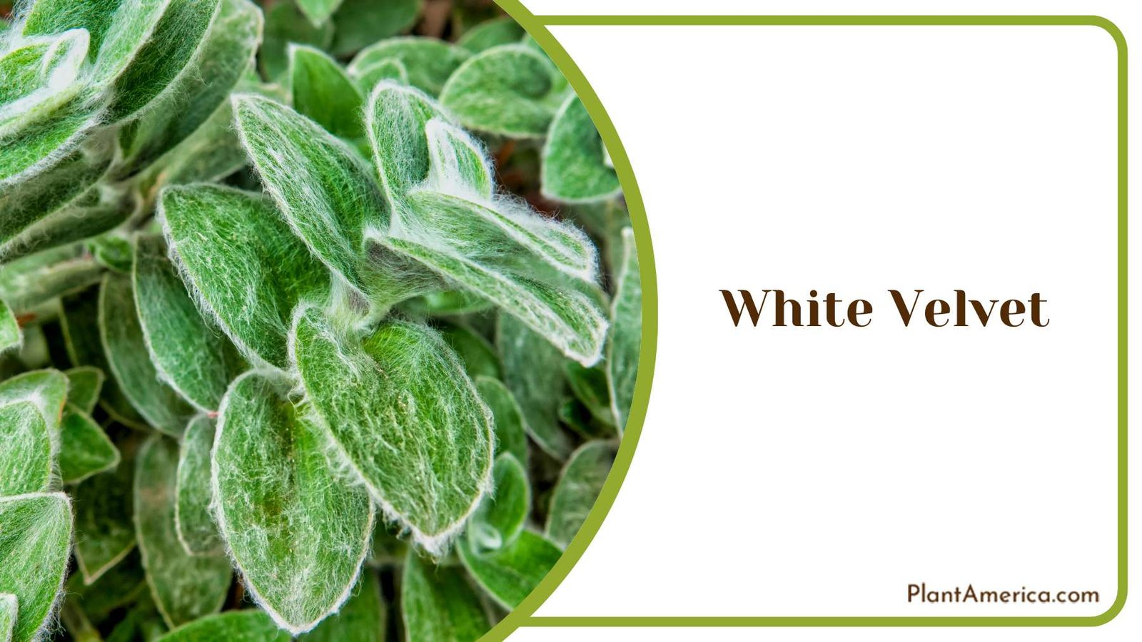 White Velvet Home Decor Plant America