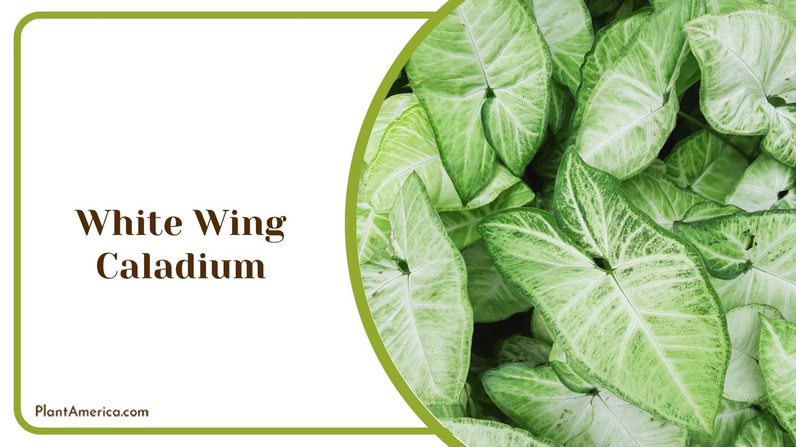 White Wing Caladium Plant America