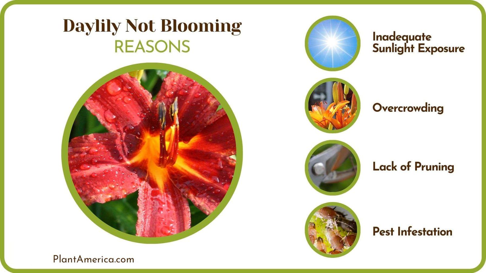Why Are Daylily Not Blooming Plant America Plant America