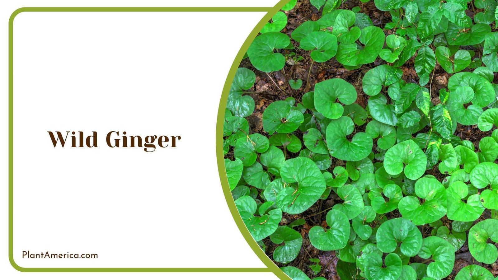 Wild Ginger Plant America