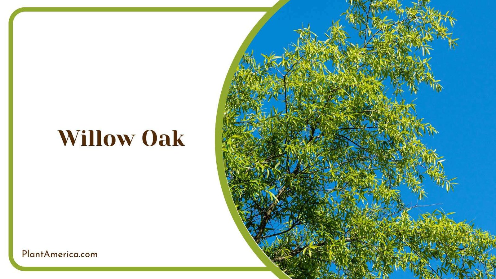 Willow Oak Branches Plant America