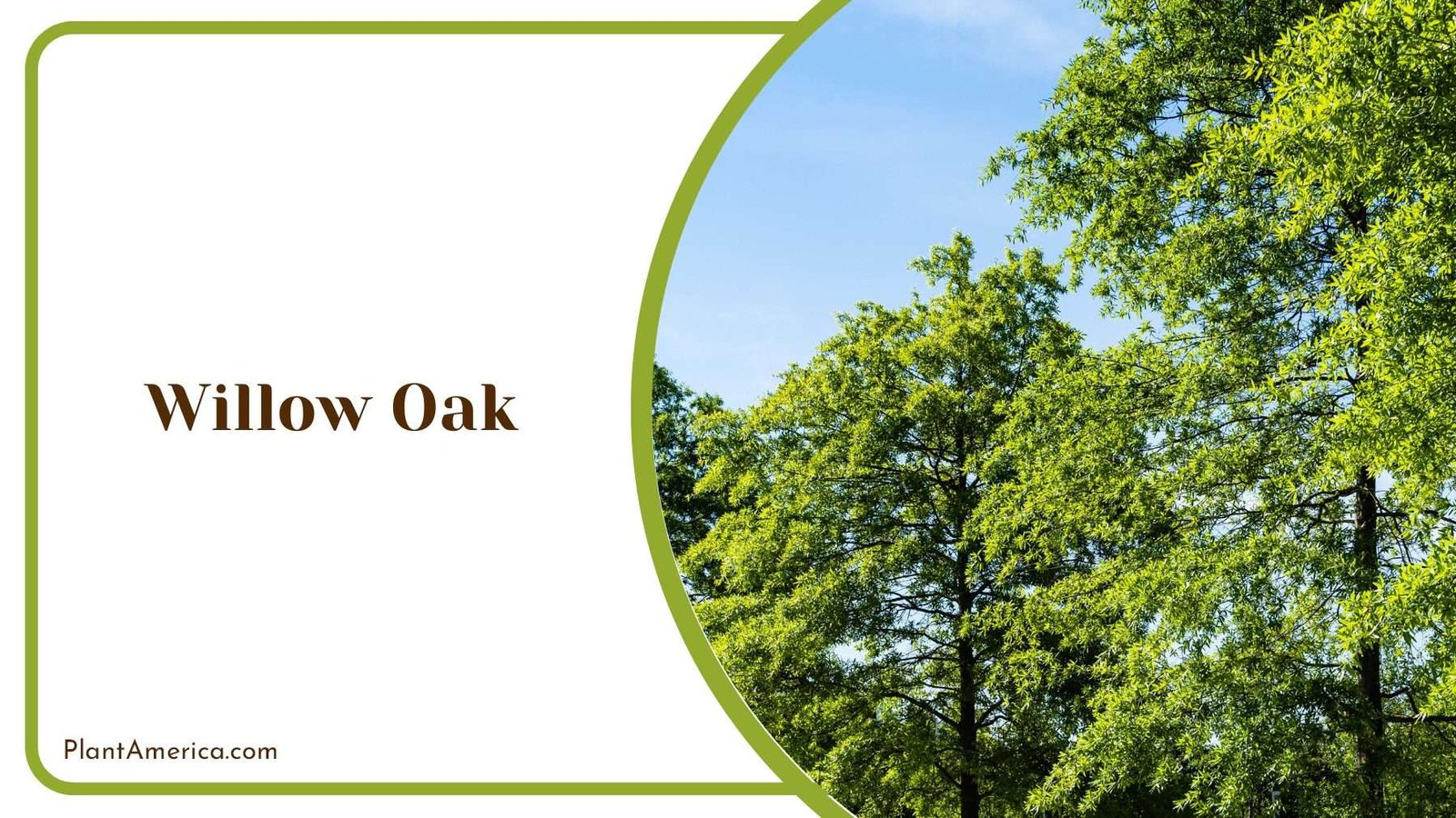 Willow Oak Narrow Leaves Plant America