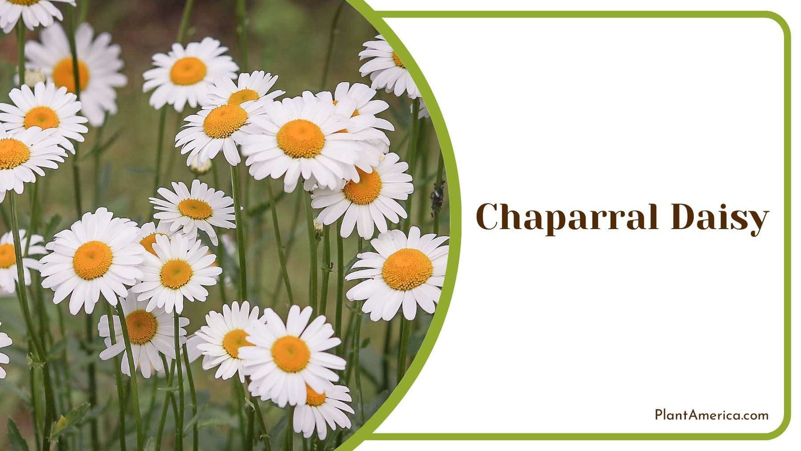 Wonderful Chaparral Daisy Plant America