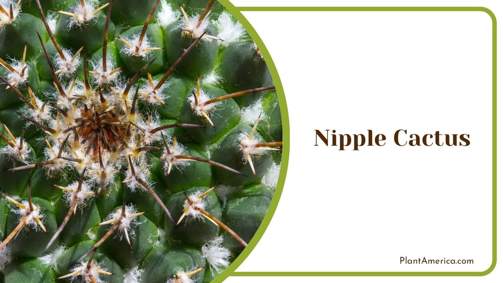 Wonderful Tiny Nipple Cactus Plant America