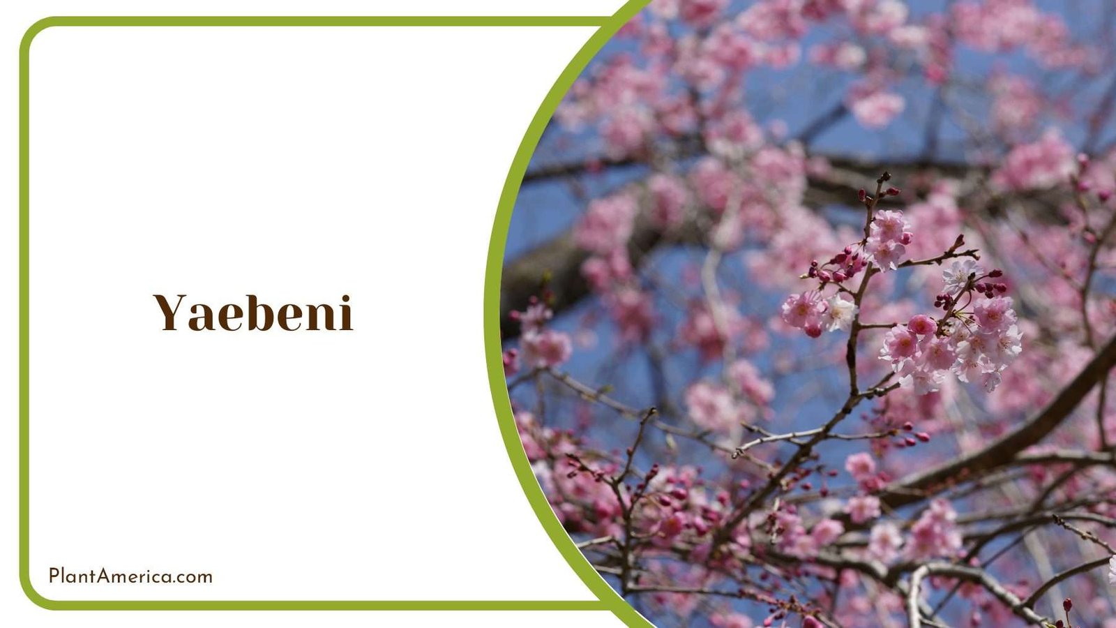 Yaebeni Branches On Sun PlantAmerica