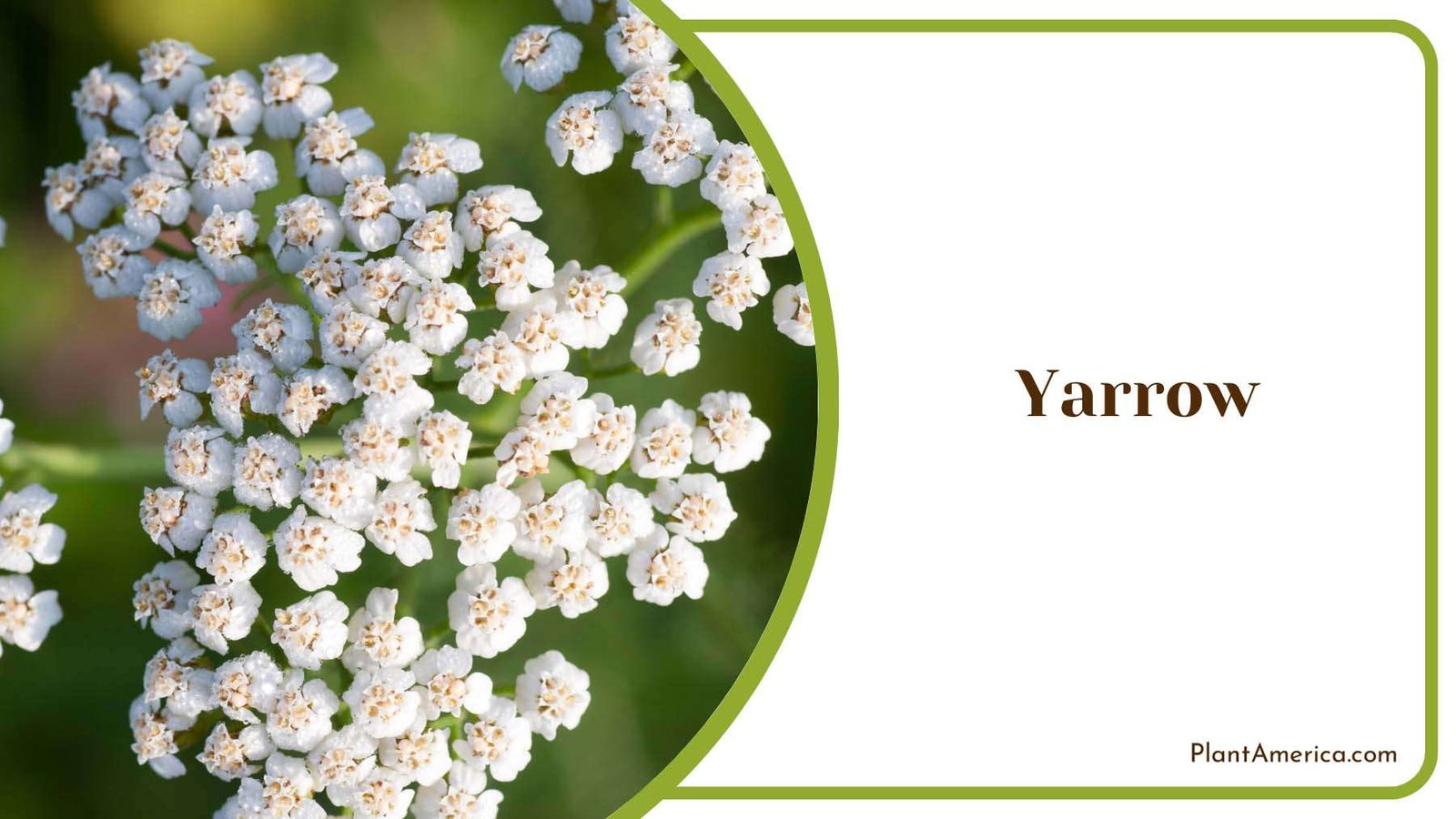 Yarrow Flat Topped Clusters Plant America Yarrow Flat Topped Clusters Plant America