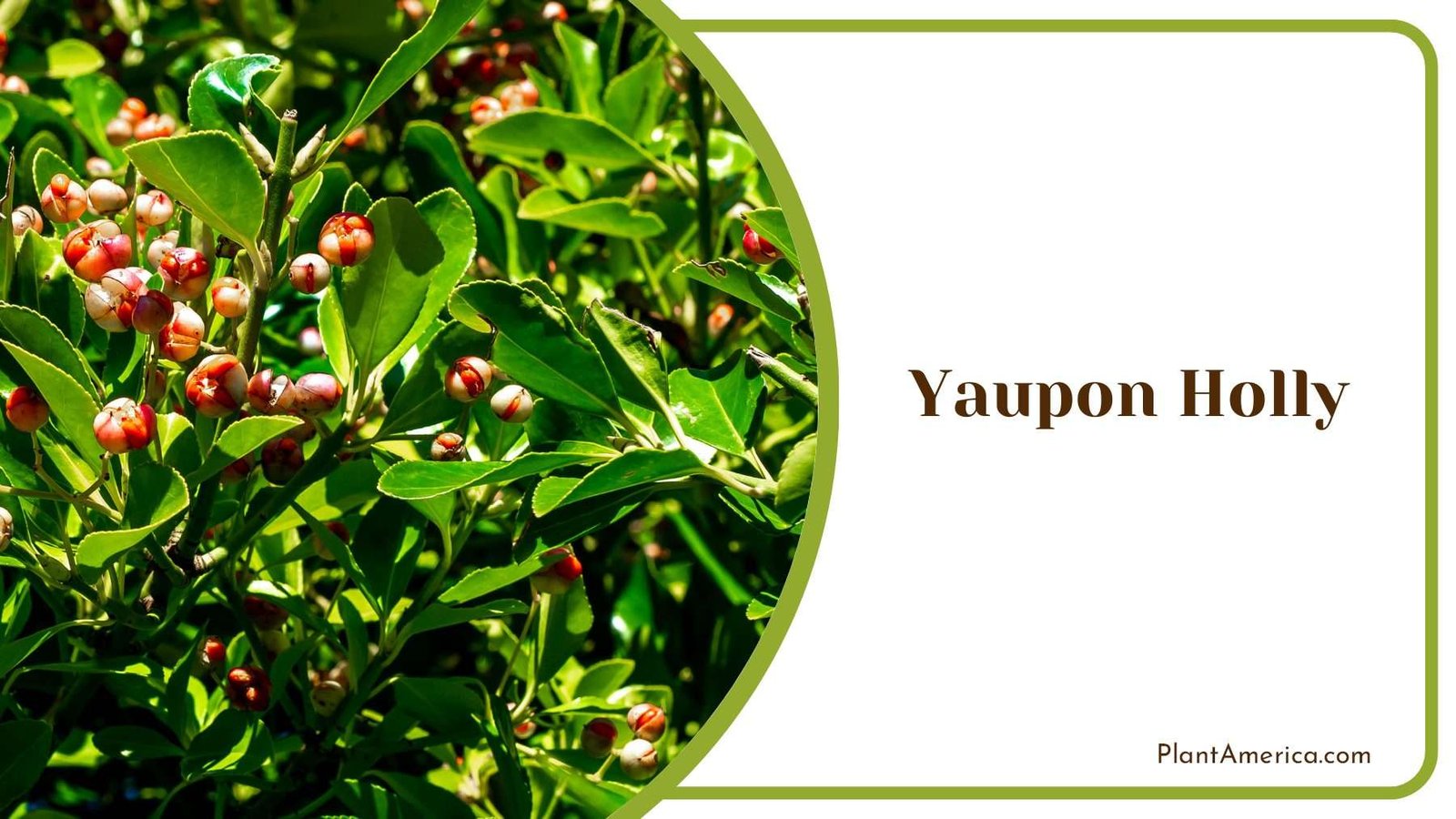 Yaupon Holly Plant Plant America Yaupon Holly Plant Plant America