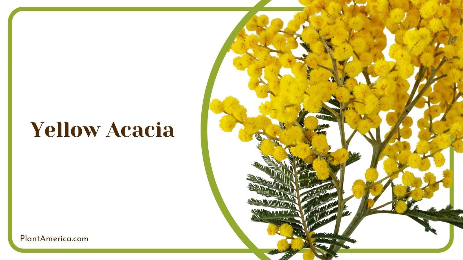 Yellow Acacia In Full Sun PlantAmerica