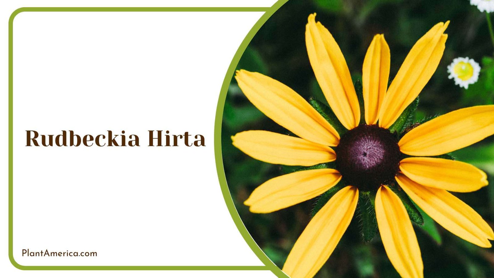 Yellow Black Eyed Rudbeckia Blooms Plant America