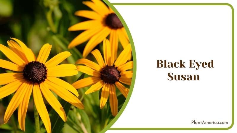 Yellow Black Eyed Susan Plant America