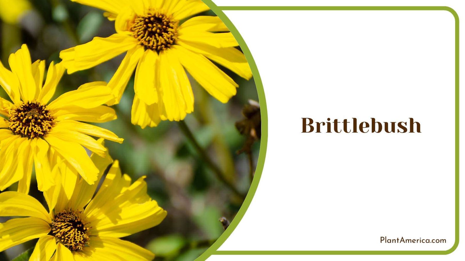 Yellow Brittlebush Plant America