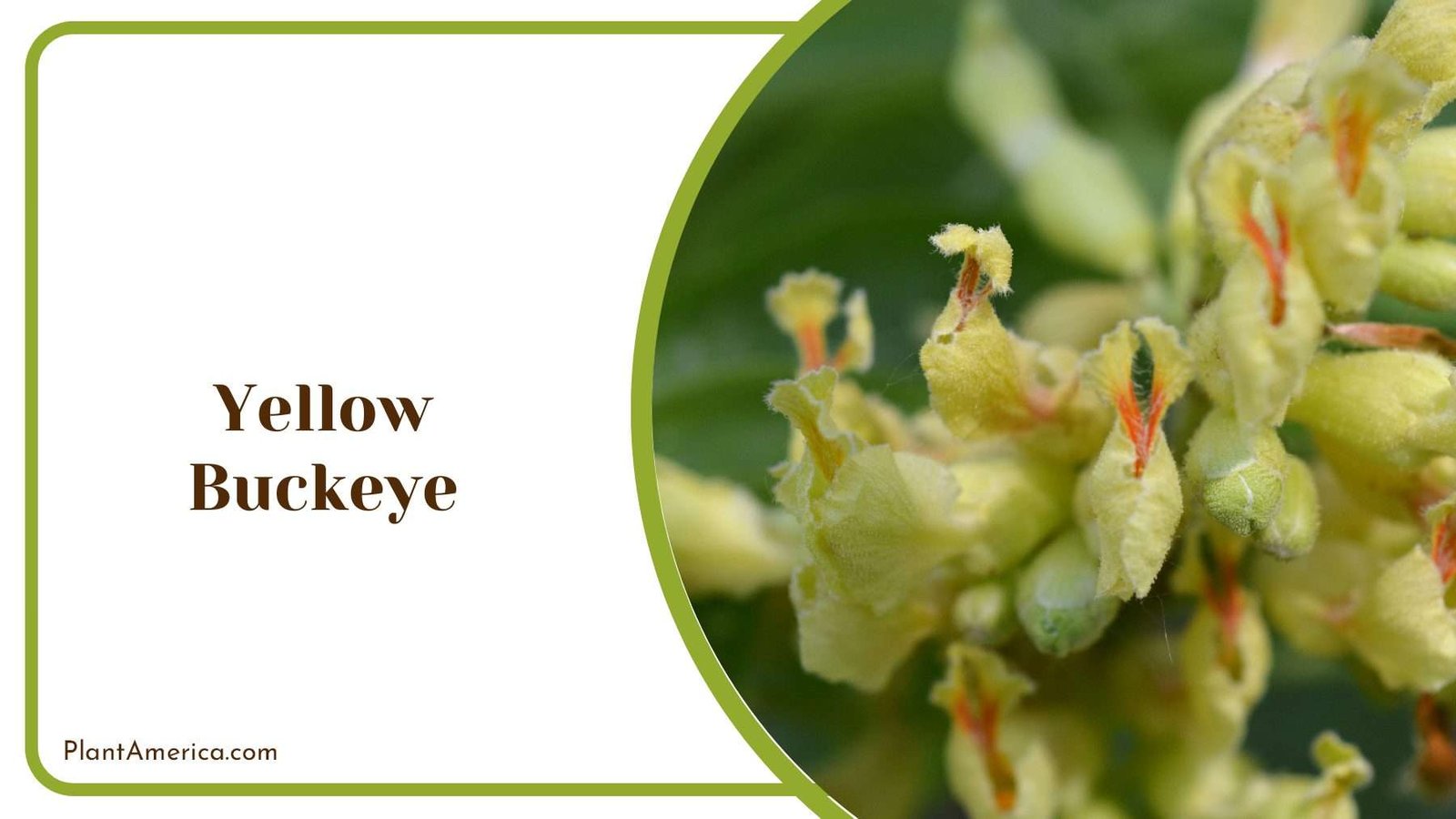 Yellow Buckeye Cheerful Spring PlantAmerica