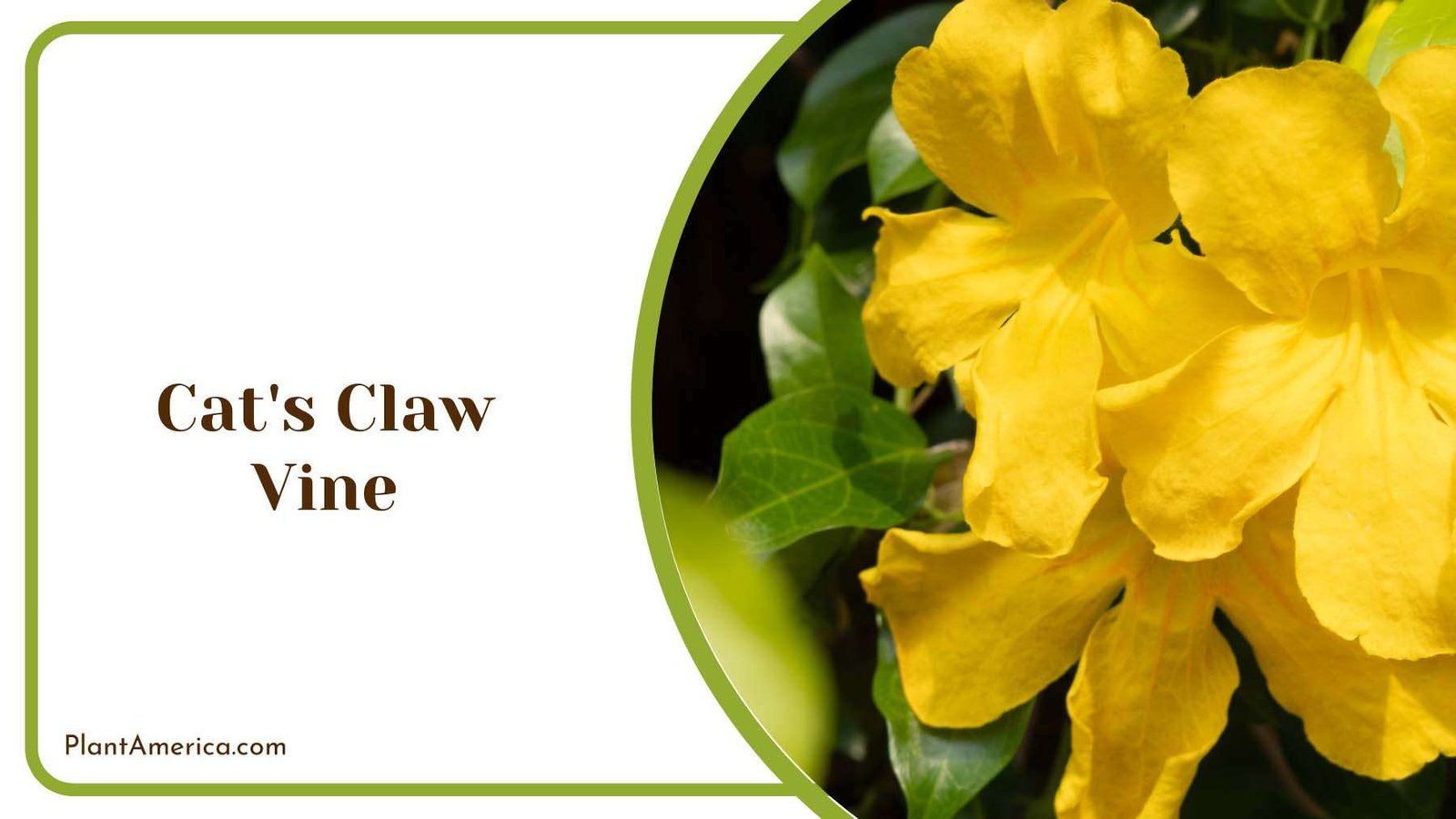 Yellow Cats Claw Vine Blooms Plant America