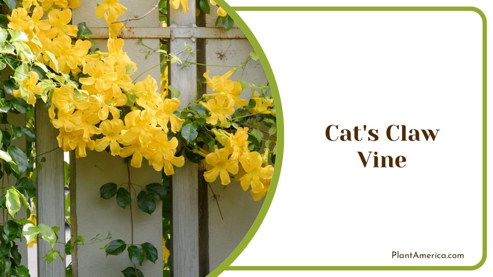 Yellow Cats Claw Vine PlantAmerica