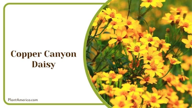 Yellow Copper Canyon Daisy Plant America