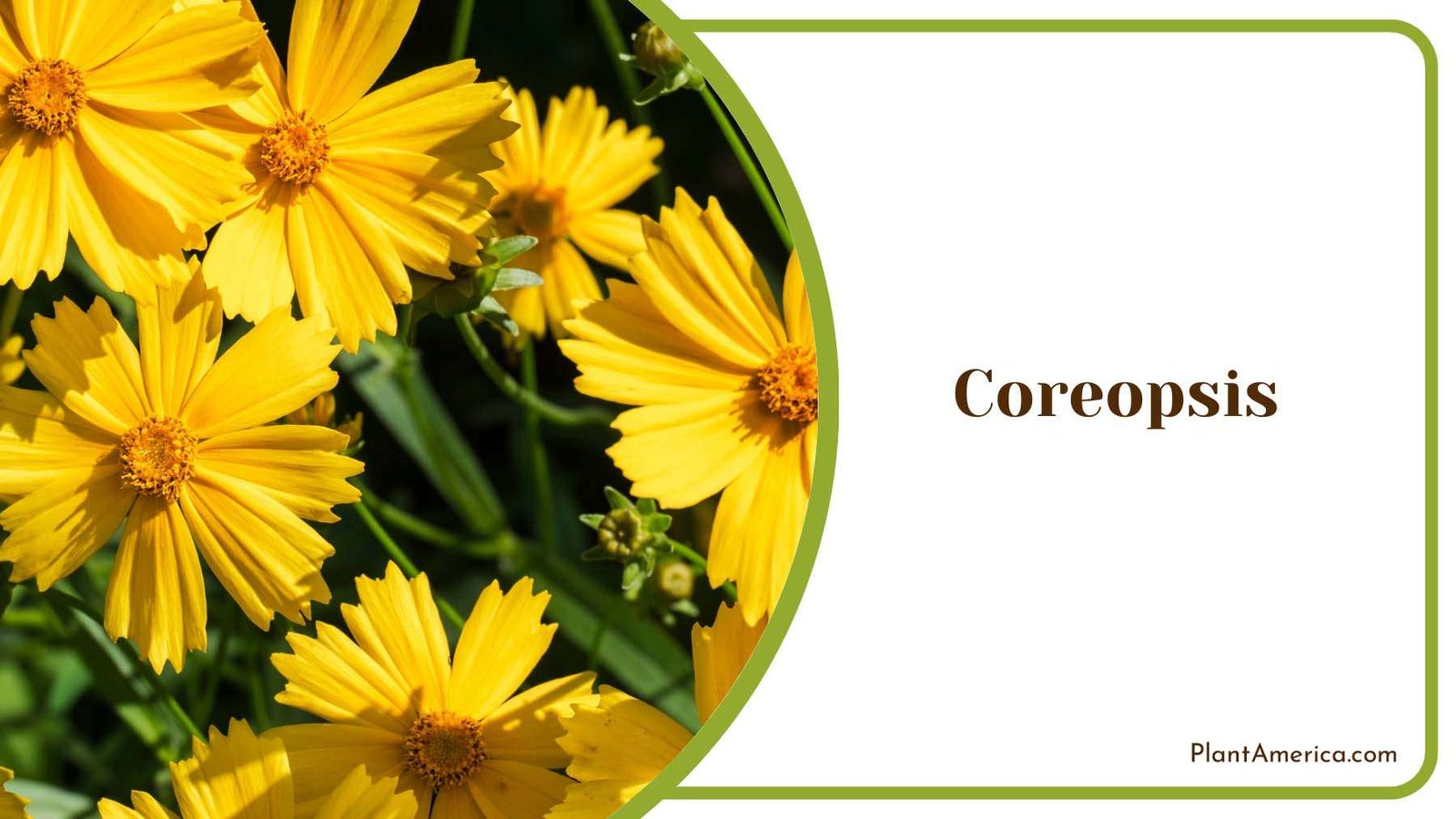 Yellow Coreopsis Flowers Plant America