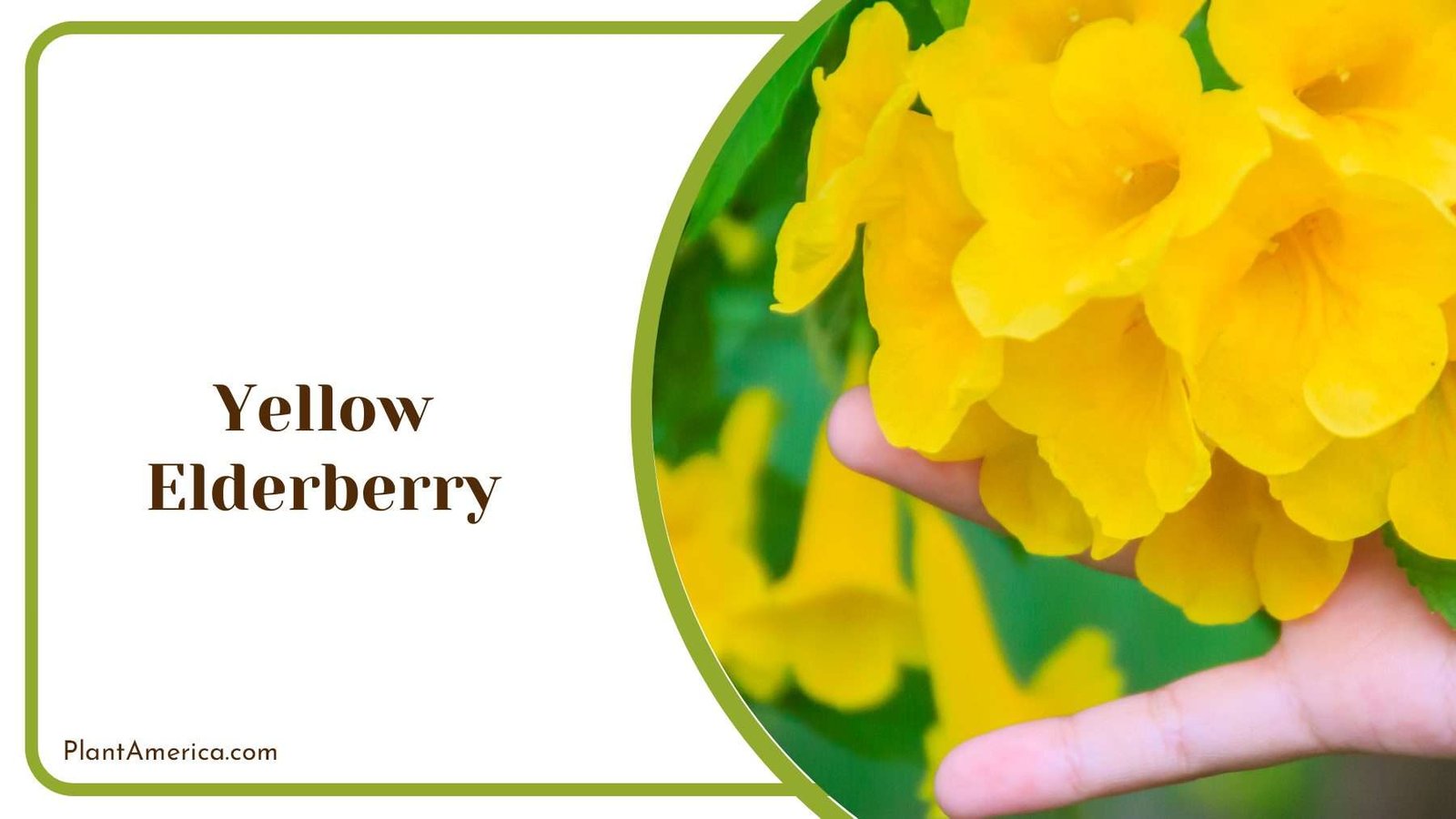 Yellow Elderberry On Hand PlantAmerica