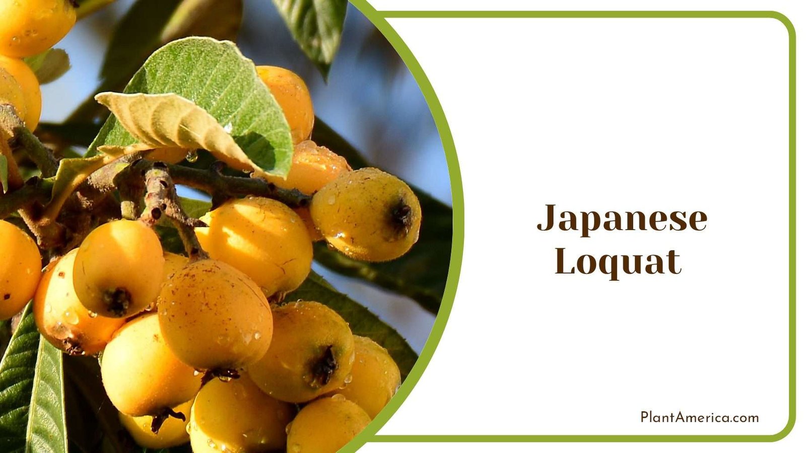 Yellow Japanese Loquat Plant America