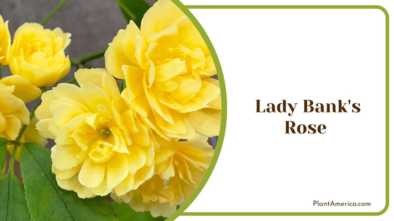Yellow Lady Banks Rose PlantAmerica