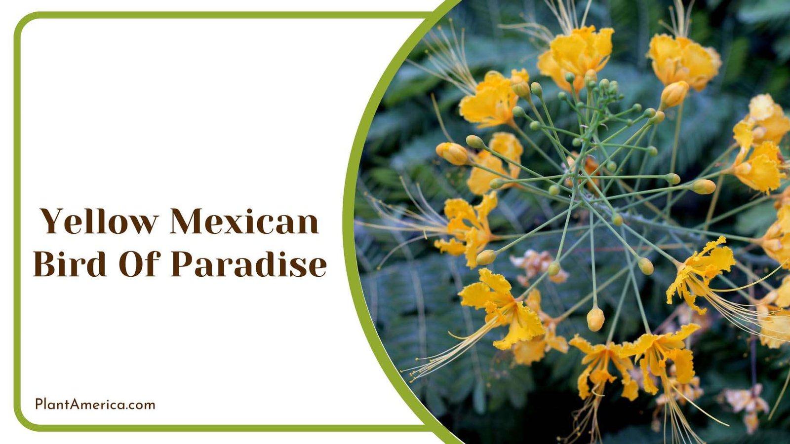 Yellow Mexican Bird Of Paradise Plant America