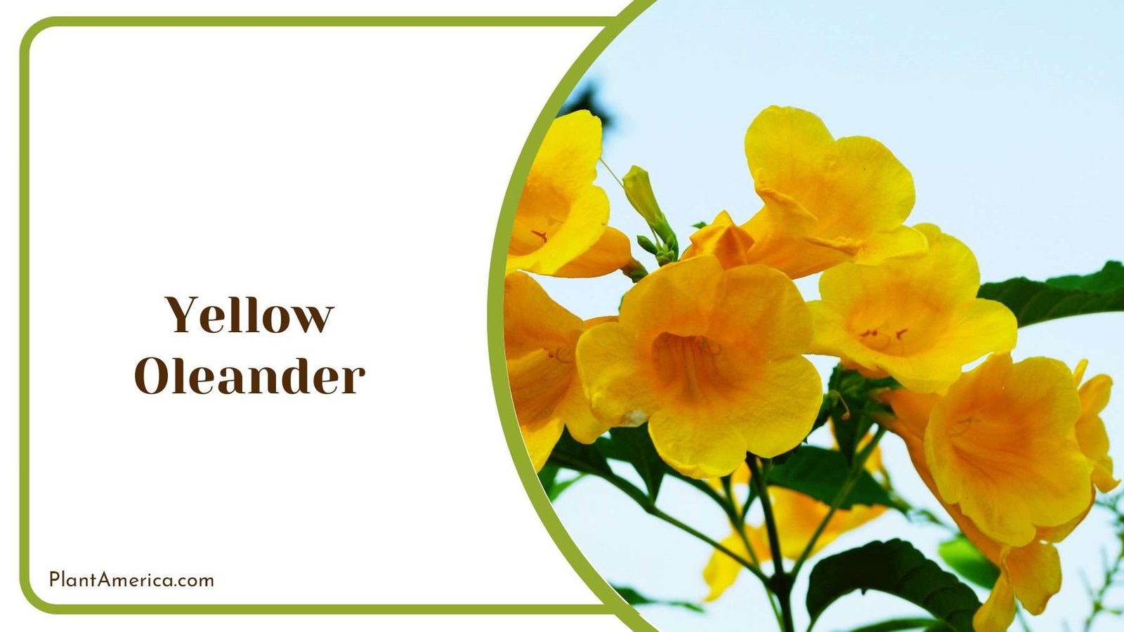 Yellow Oleander Flowers PlantAmerica