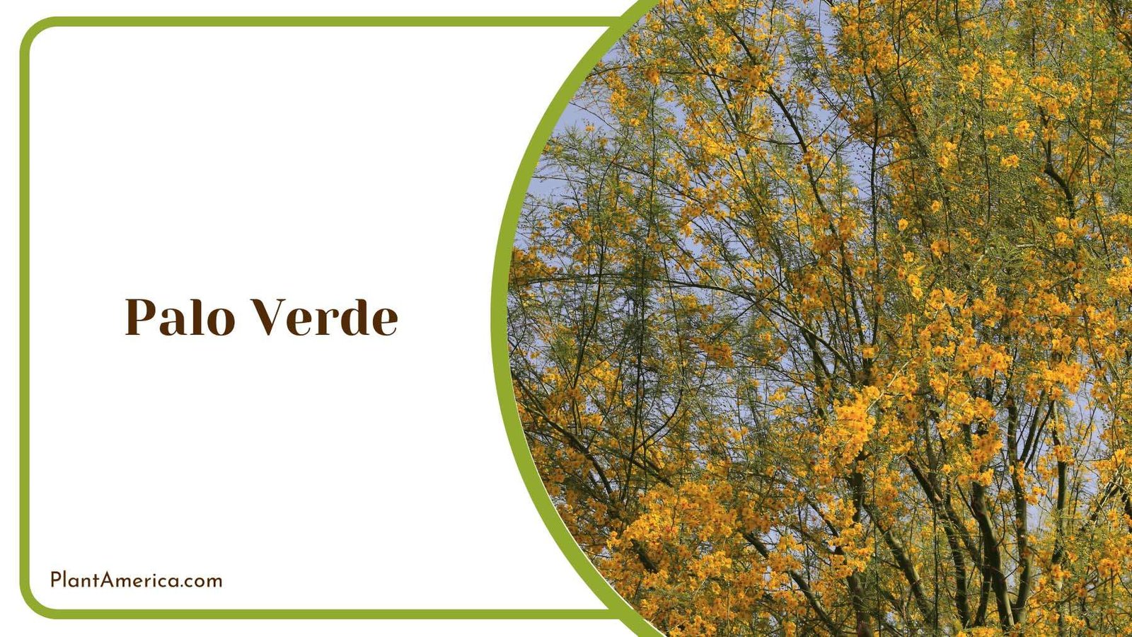 Yellow Palo Verde Plant America