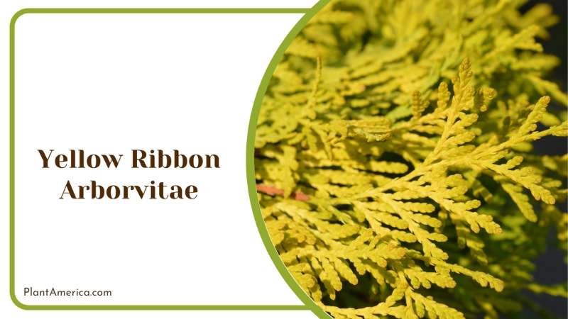 Yellow Ribbon Arborvitae Plant America