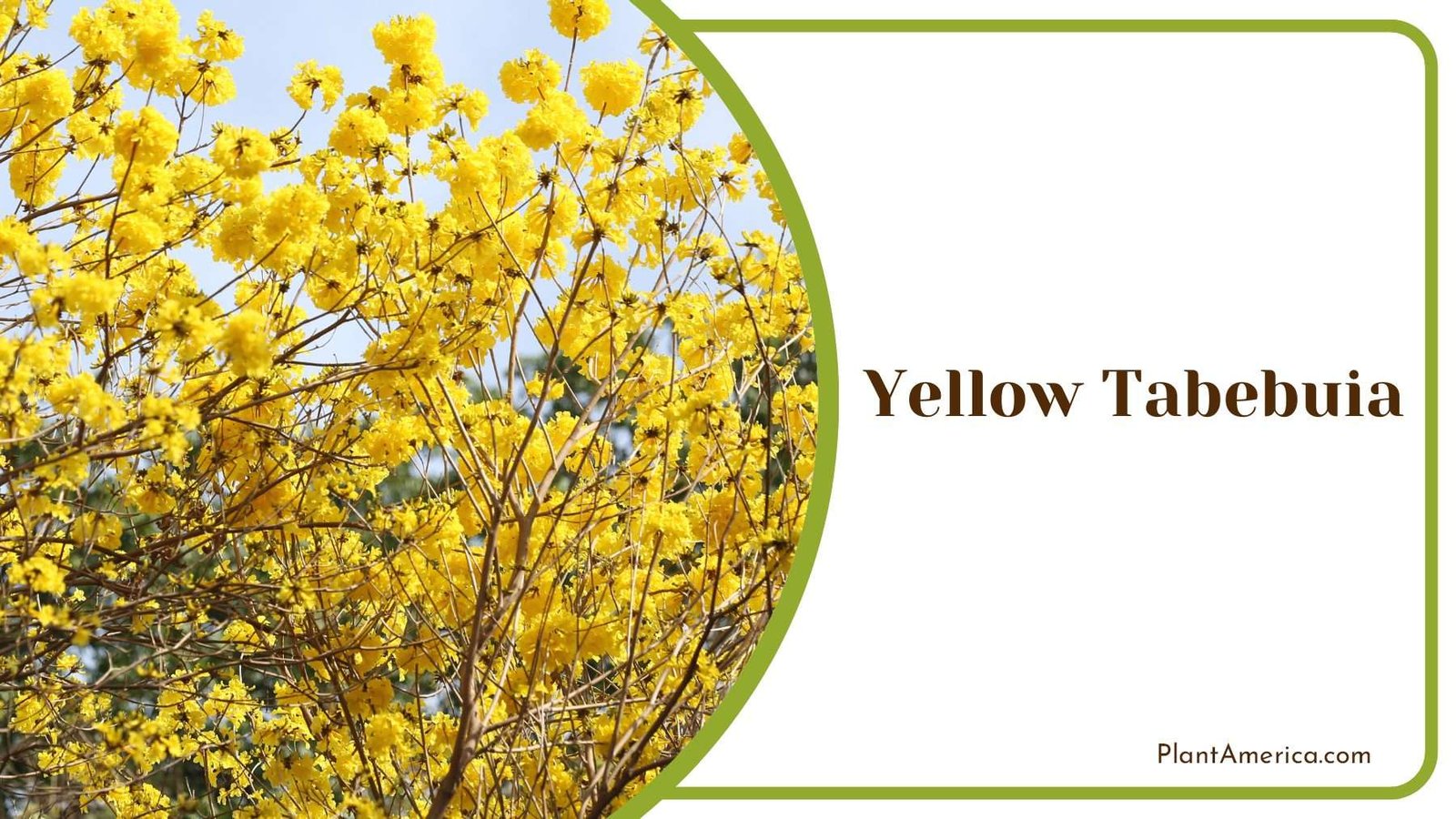 Yellow Tabebuia Blooms PlantAmerica