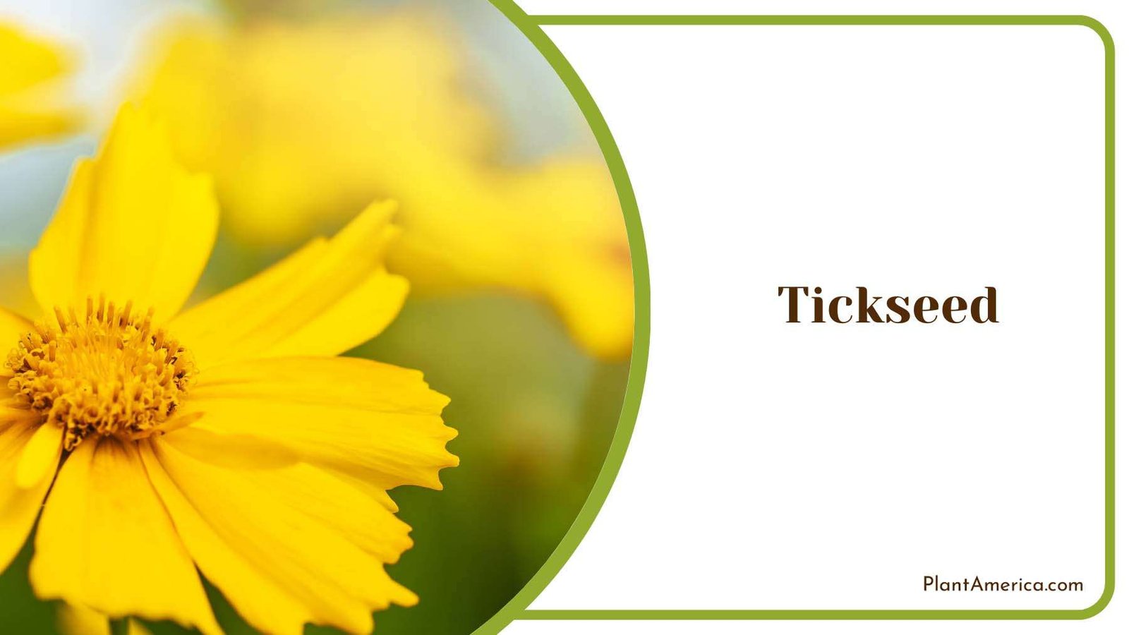 Yellow Tickseed Plant America Yellow Tickseed Plant America