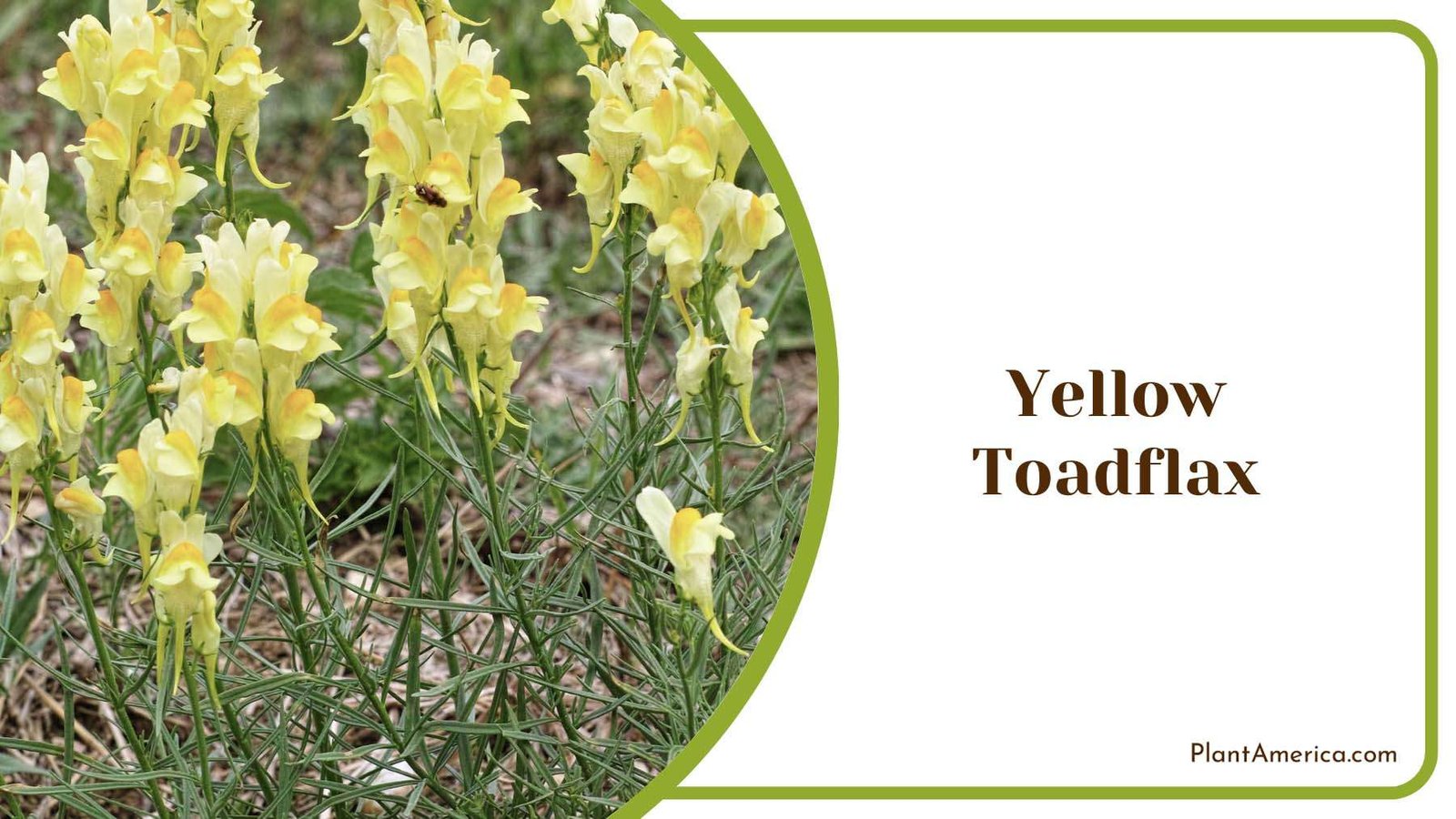 Yellow Toadflax In Backyard Plant America