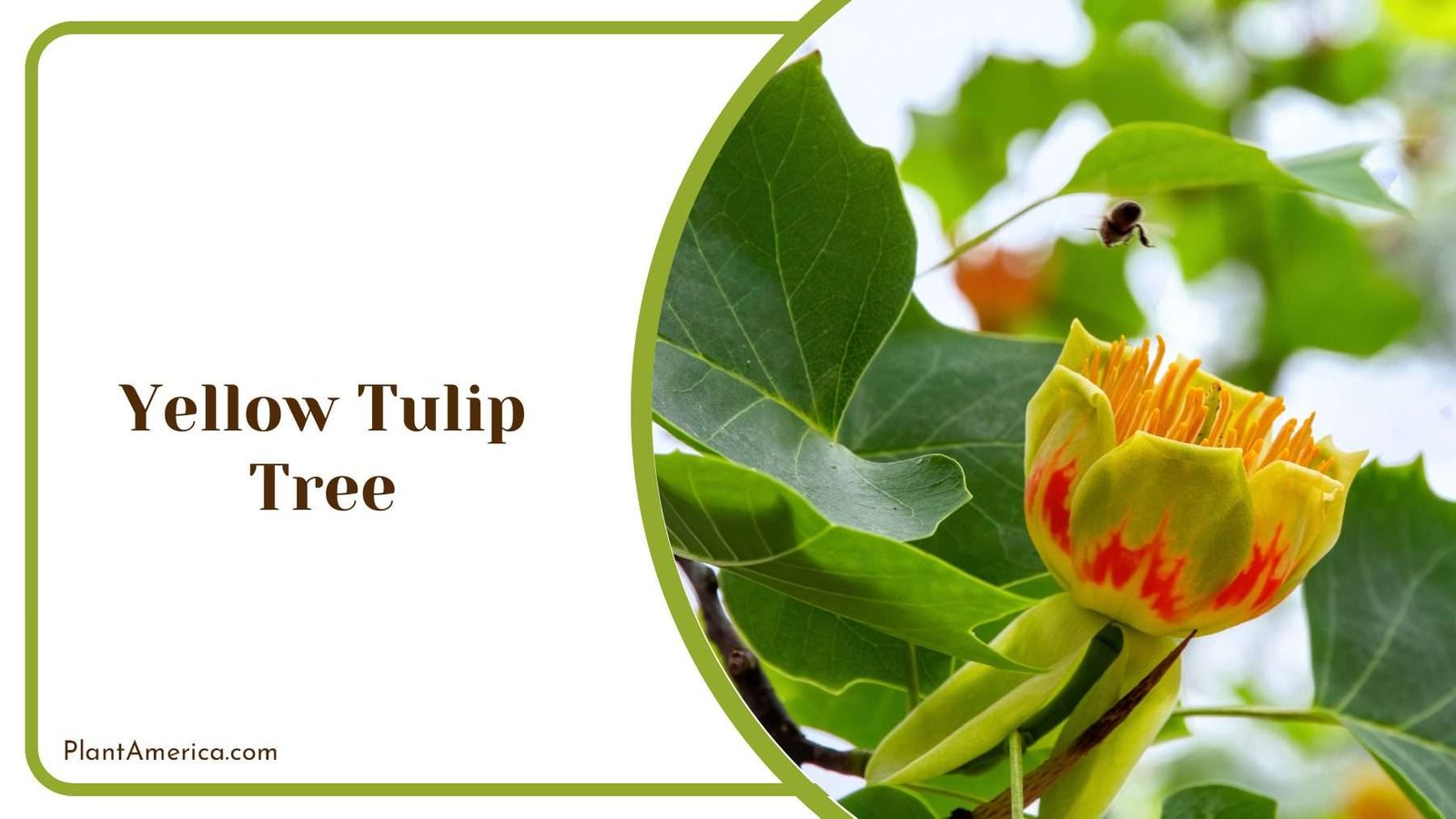 Yellow Tulip Tree PlantAmerica