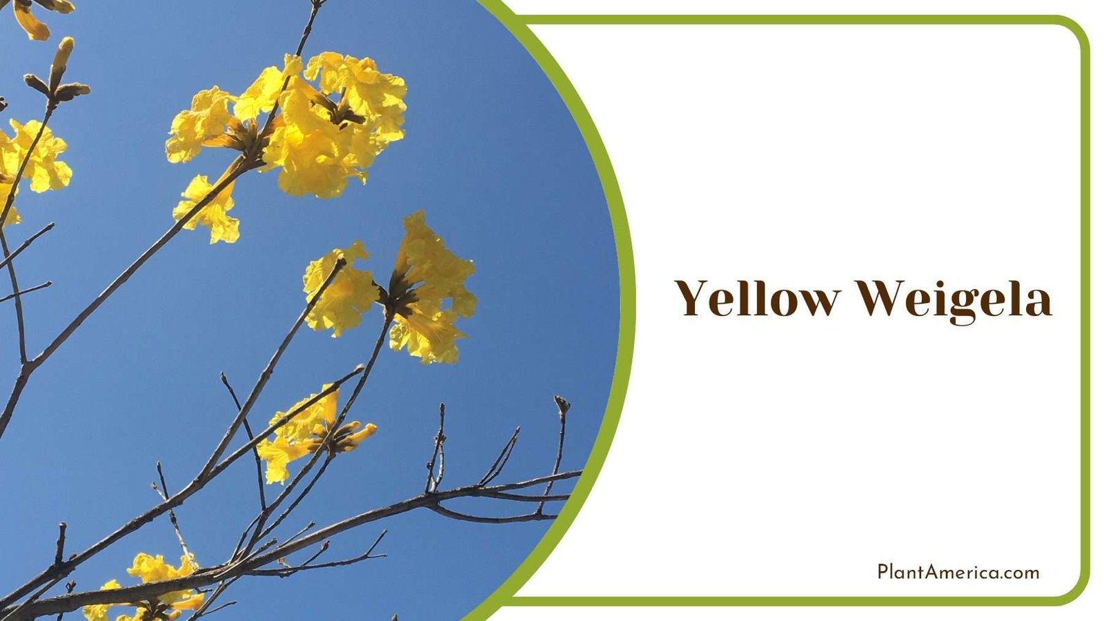 Yellow Weigela Tree PlantAmerica